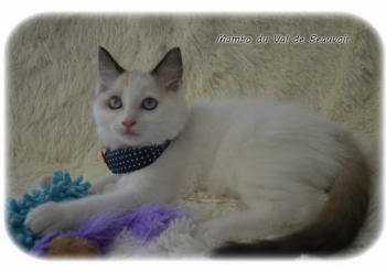 mâle seal bicolour  - Chatterie Ragdolls du Val de Beauvoir